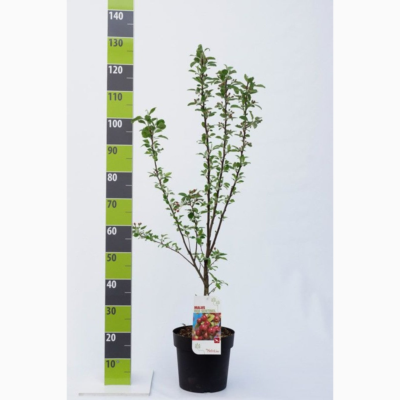 Äpple – Malus 'Royal Ruby' - C7 80-100 CM